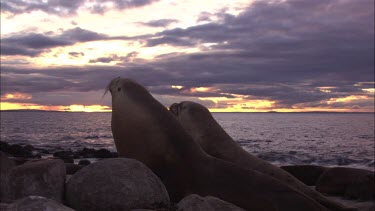 Pair of Australian Sea Lions on shore at dusk