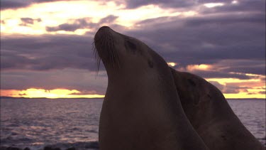 Pair of Australian Sea Lions on shore at dusk