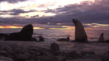 Australian Sea Lions on shore at dusk