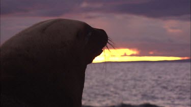 Close up of Australian Sea Lion head at sunset