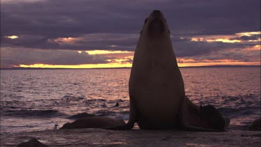 Australian Sea Lion sitting on shore at sunset