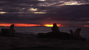 Australian Sea Lion colony on shore at sunset
