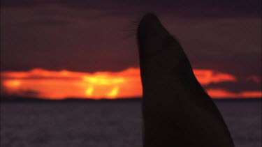 Close up of Australian Sea Lion head at sunset
