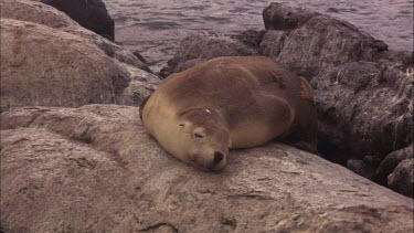 Australian Sea Lions on shore