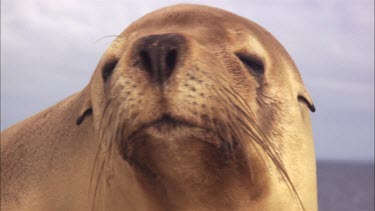 Close up of an Australian Sea Lion face
