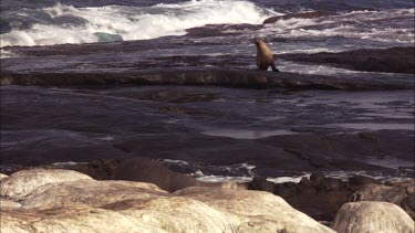 Australian Sea Lion and Pied Cormorant on the rocky shore