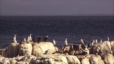 Boat passing a flock of Pied Cormorants on shore