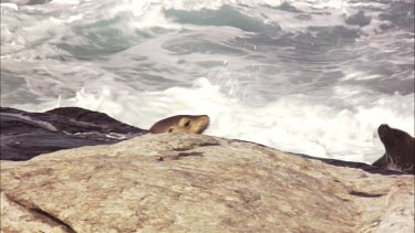 Australian Sea Lion climbing to shore
