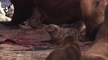 Australian Sea Lion pup just after birth