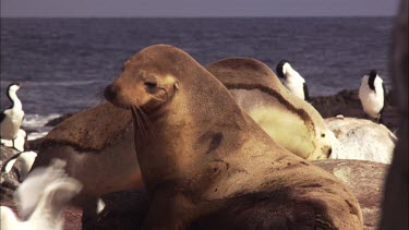 Australian Sea Lion just after giving birth