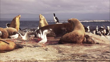 Gulls feeding on Australian Sea Lion afterbirth