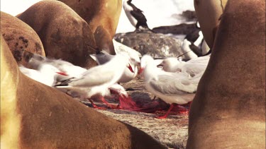 Gulls feeding on Australian Sea Lion afterbirth