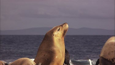 Gulls feeding on Australian Sea Lion afterbirth