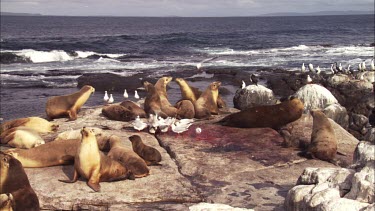 Gulls feeding on Australian Sea Lion afterbirth