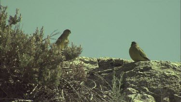 Backlit Rock Parrot's perched on a rock