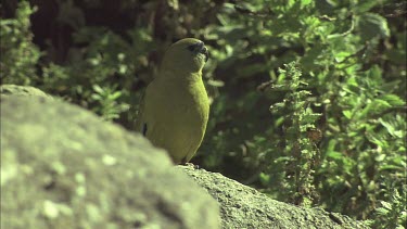 Rock Parrot perched on a rock