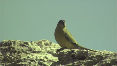 Rock Parrot perched on a rock