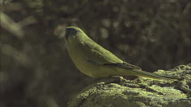 Rock Parrot perched on a rock