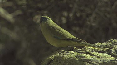 CM0001-OS-0032697 Rock Parrot perched on a rock