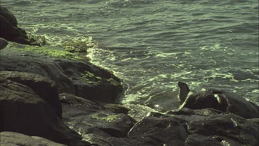 Australian Sea Lions by the rocky shore