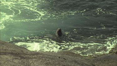 Australian Sea Lion swimming by the shore