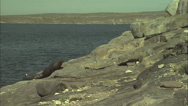 Australian Sea Lion waddling on shore