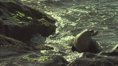 Australian Sea Lion washed off the rocky shore