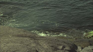 Australian Sea Lion emerging on shore