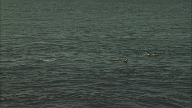 Ocean with Australian Sea Lion barely seen swimming