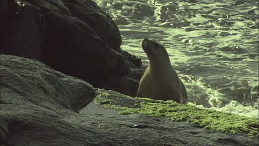 Australian Sea Lion climbing onto shore
