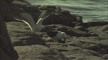Pair of Pacific Gulls on shore and one finds food