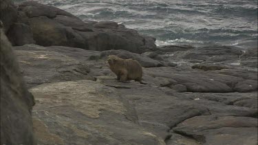Australian Sea Lion waddling on the rocky shore