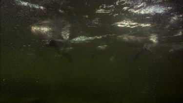 Underwater shot of Pelicans swimming