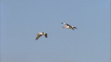 Flying pelicans landing on the beach