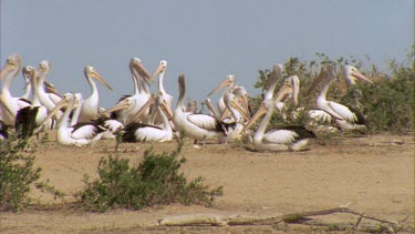 Flock of Pelicans