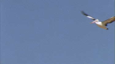 Pelican in flight