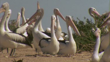 Flock of Pelicans