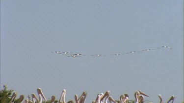 Flock of Pelicans