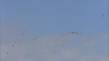 Flock of pelicans in flight