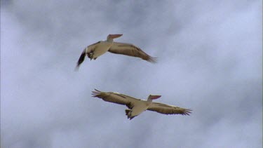 Flock of pelicans in flight