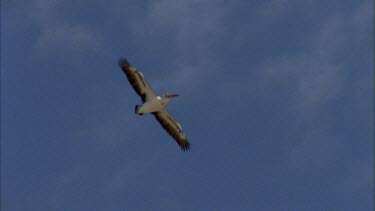 Flock of pelicans in flight