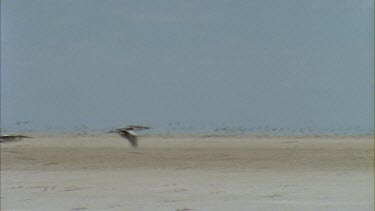 Flock of pelicans in flight