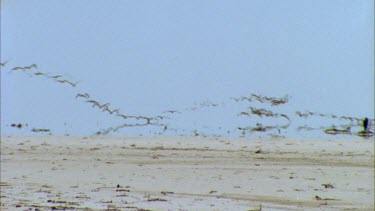 Flock of pelicans in flight