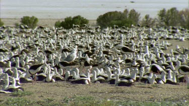 Flock of Banded Stilts