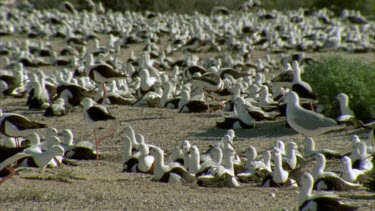 Flock of Banded Stilts