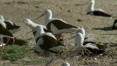 Flock of Banded Stilts