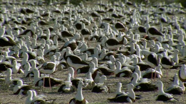 Flock of Banded Stilts