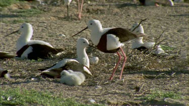 Flock of Banded Stilts