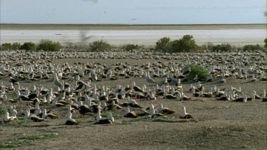 Flock of Banded Stilts