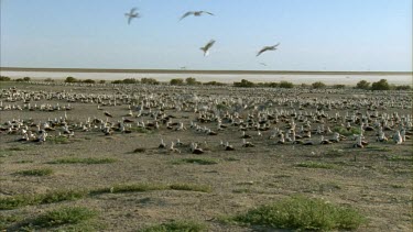 Flock of Banded Stilts